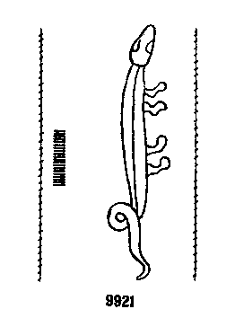 Briquet 9921