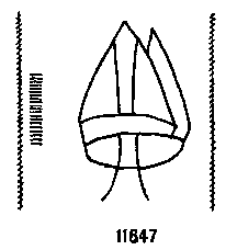 Briquet 11647